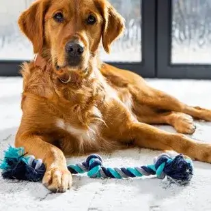 Pet friendly flooring | Karen's Advance Floors